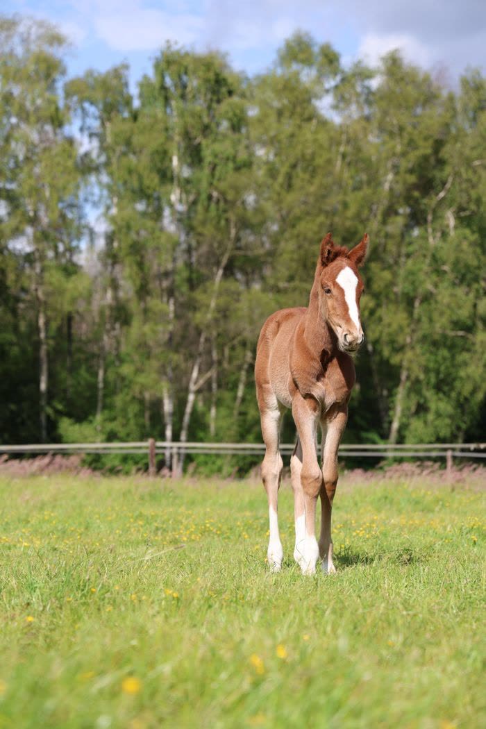 Jeune poulain debout dans un pré ensoleillé