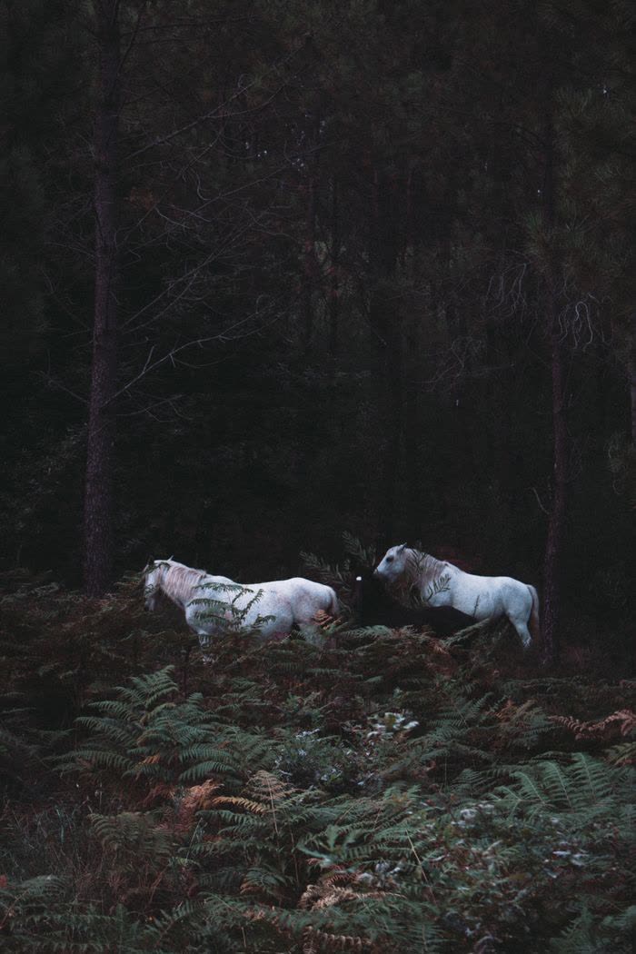 Deux chevaux blancs dans une forêt sombre