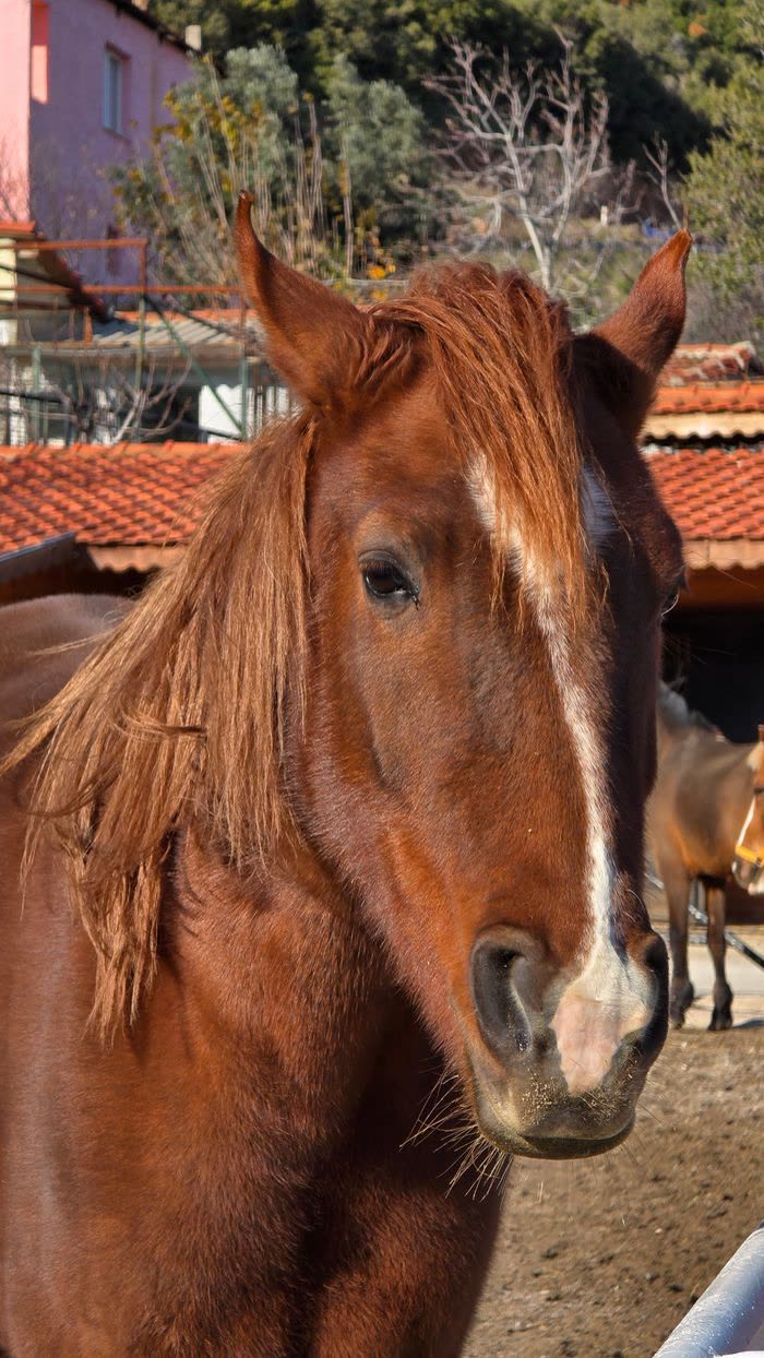 Portrait en gros plan d'un cheval brun