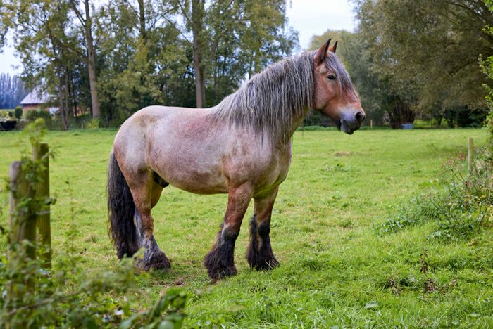 Cheval de trait belge dans un pré