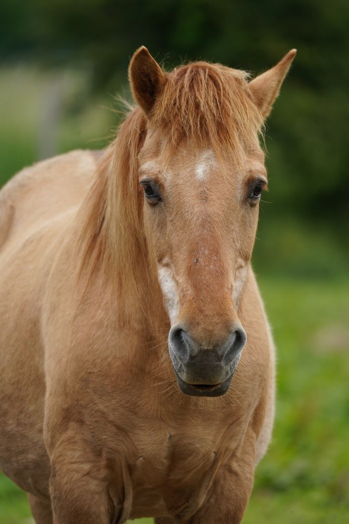 Portrait d'un cheval dans un pré